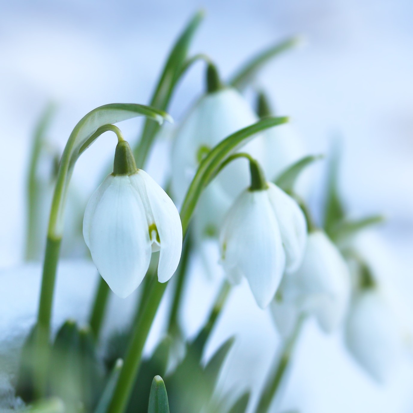 Snowdrop flowers blooming in snow.