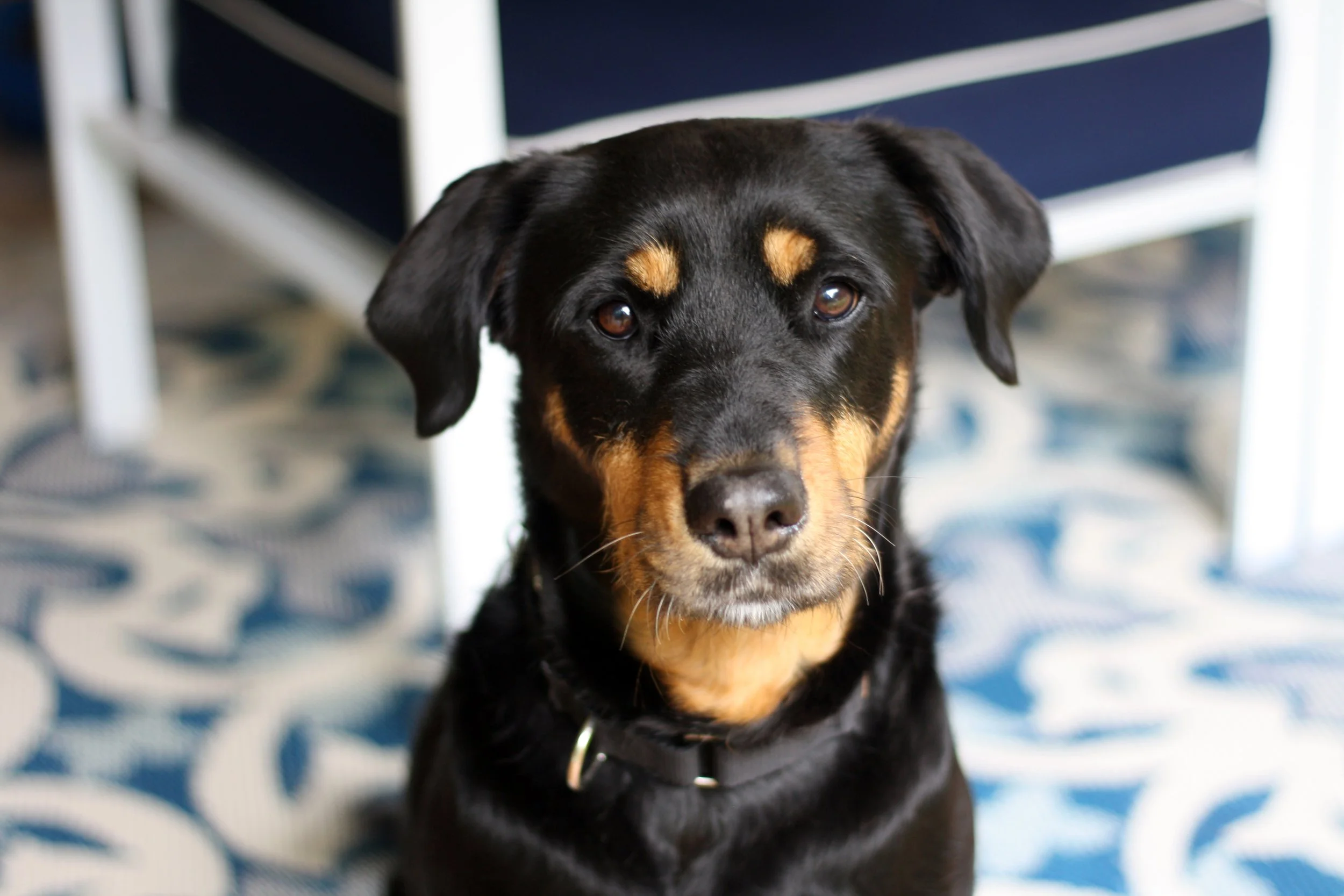 A black and tan mixed breed dog looks alertly at the camera; in the background, a blue and white rug and a white metal chair with a blue cushion.