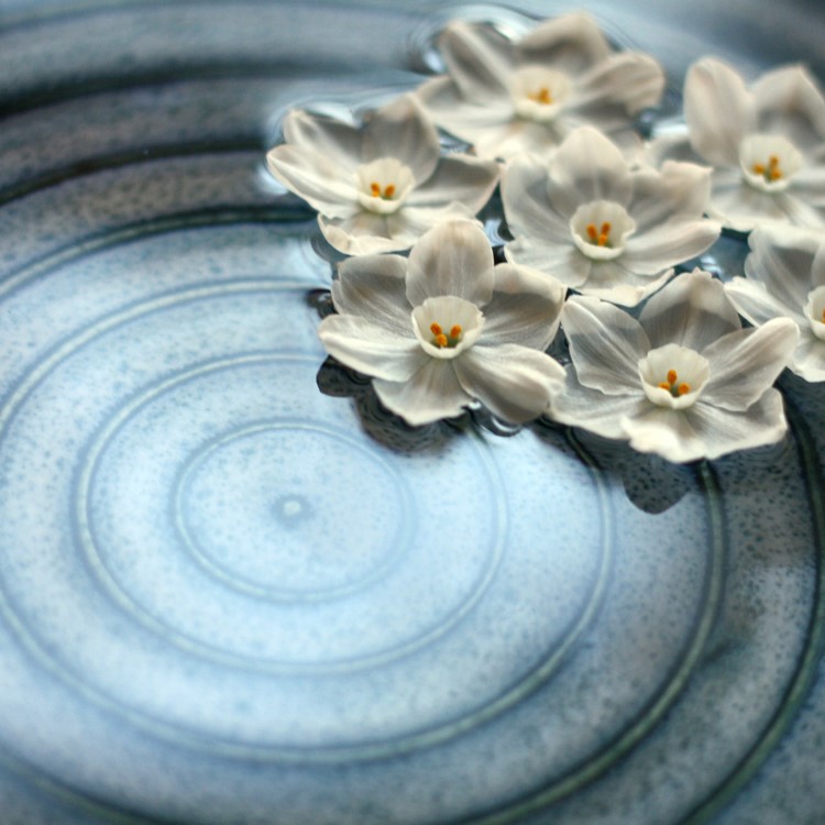 A shallow ceramic bowl with concentric rings in its blue bottom holds water and paperwhite flowers floating on the water. Photo by Elizabeth Ryan; ceramic art by Leanne Carnes
